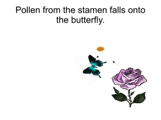 Pollen from the stamen falls onto
the butterfly.

 