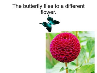The butterfly flies to a different
flower.

 