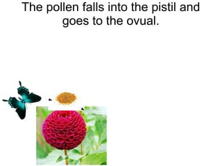 The pollen falls into the pistil and
goes to the ovual.

 