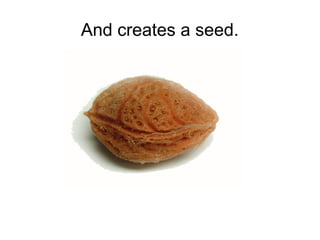 And creates a seed.

 