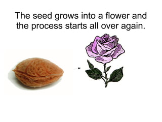 The seed grows into a flower and
the process starts all over again.

 