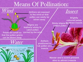 Pollination | PPTX