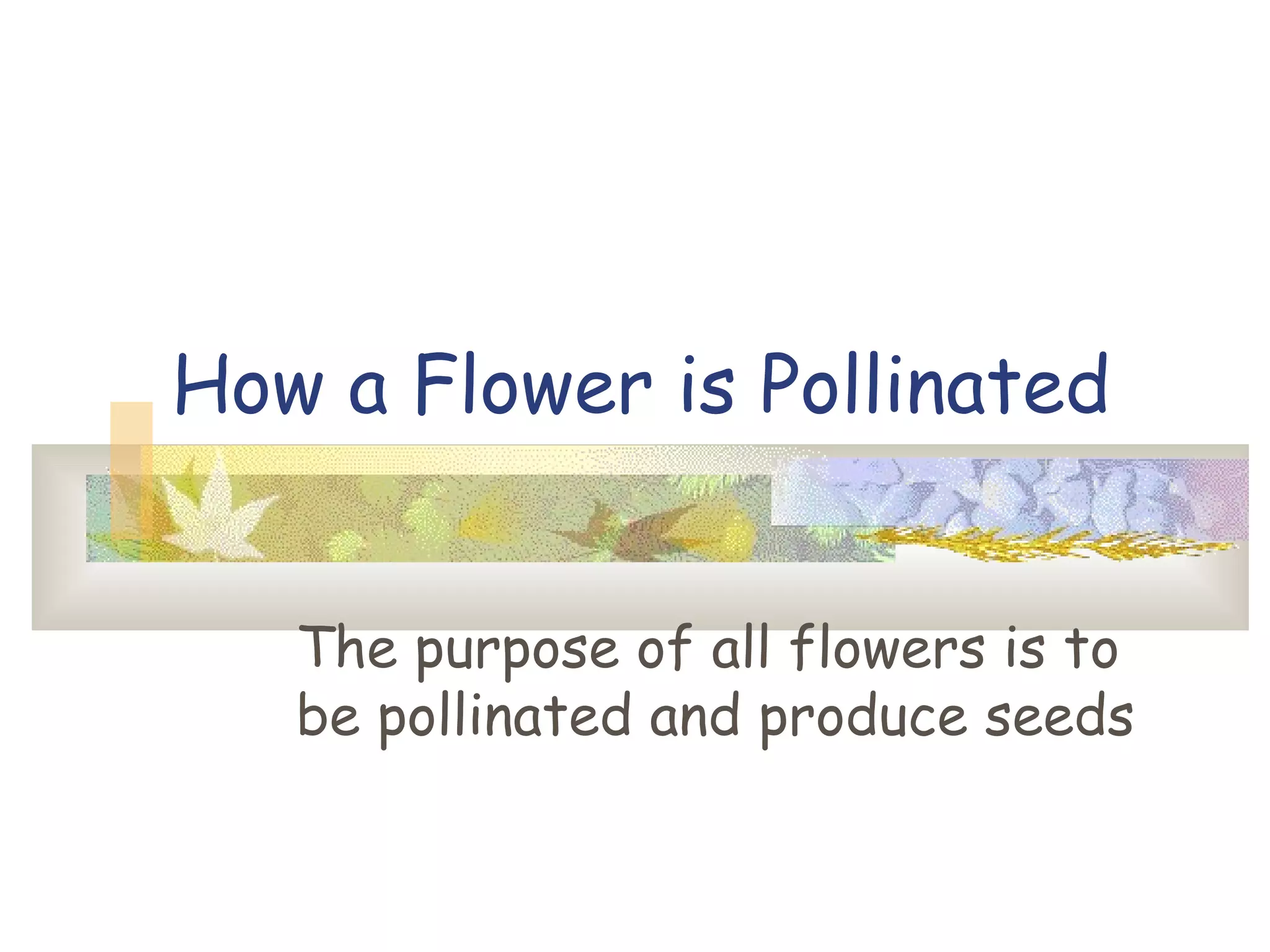 How a Flower is Pollinated
The purpose of all flowers is to
be pollinated and produce seeds