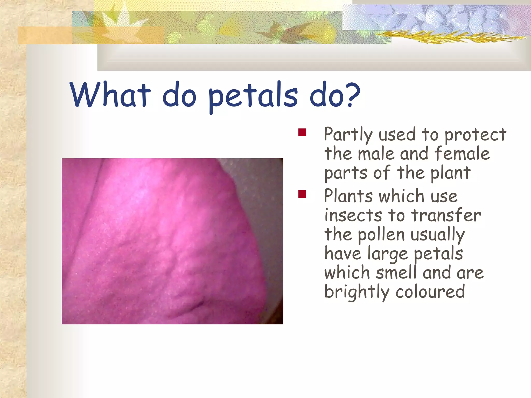 What do petals do?
Partly used to protect
the male and female
parts of the plant
Plants which use
insects to transfer
the pollen usually
have large petals
which smell and are
brightly coloured