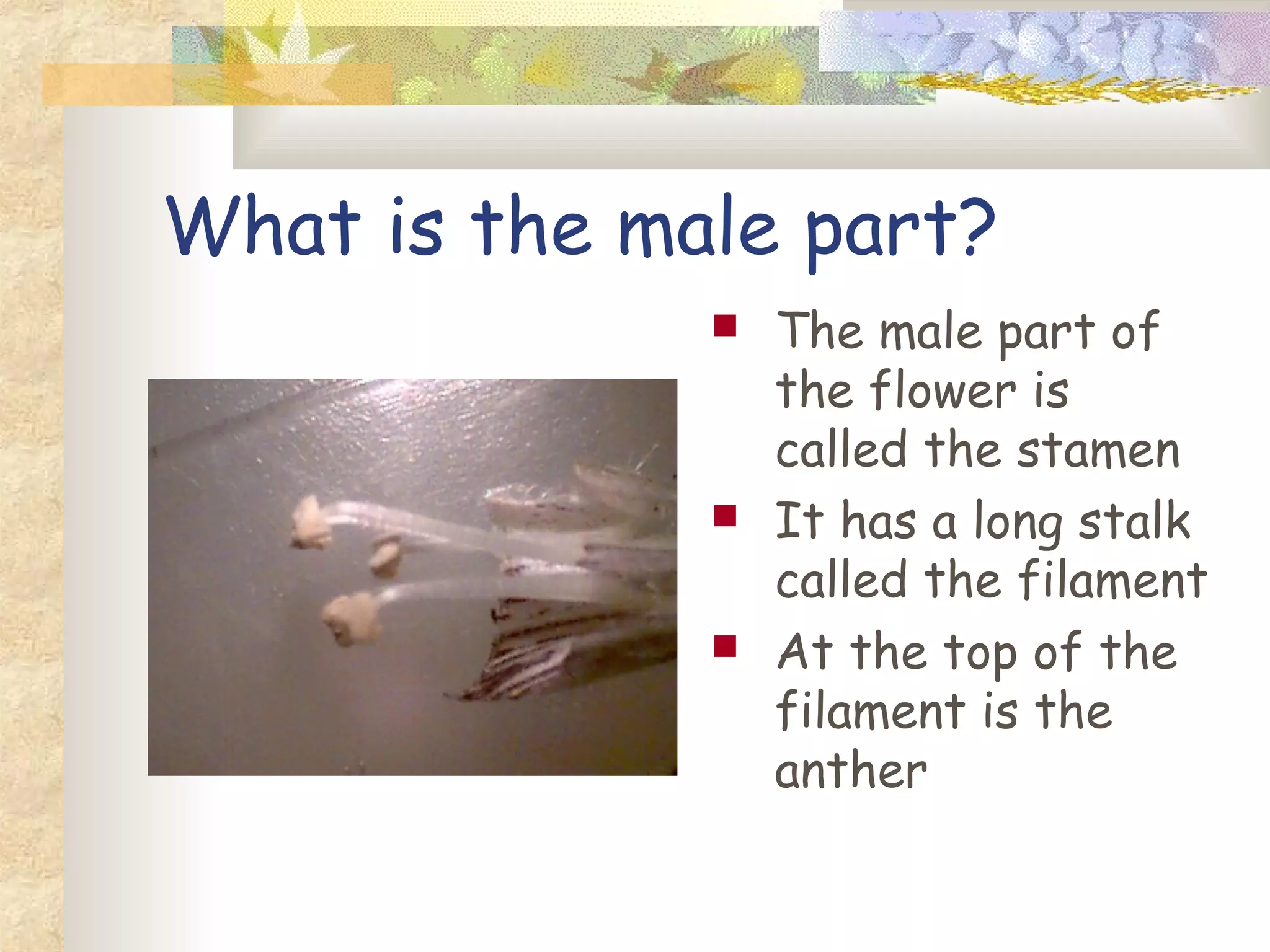 What is the male part?
The male part of
the flower is
called the stamen
It has a long stalk
called the filament
At the top of the
filament is the
anther