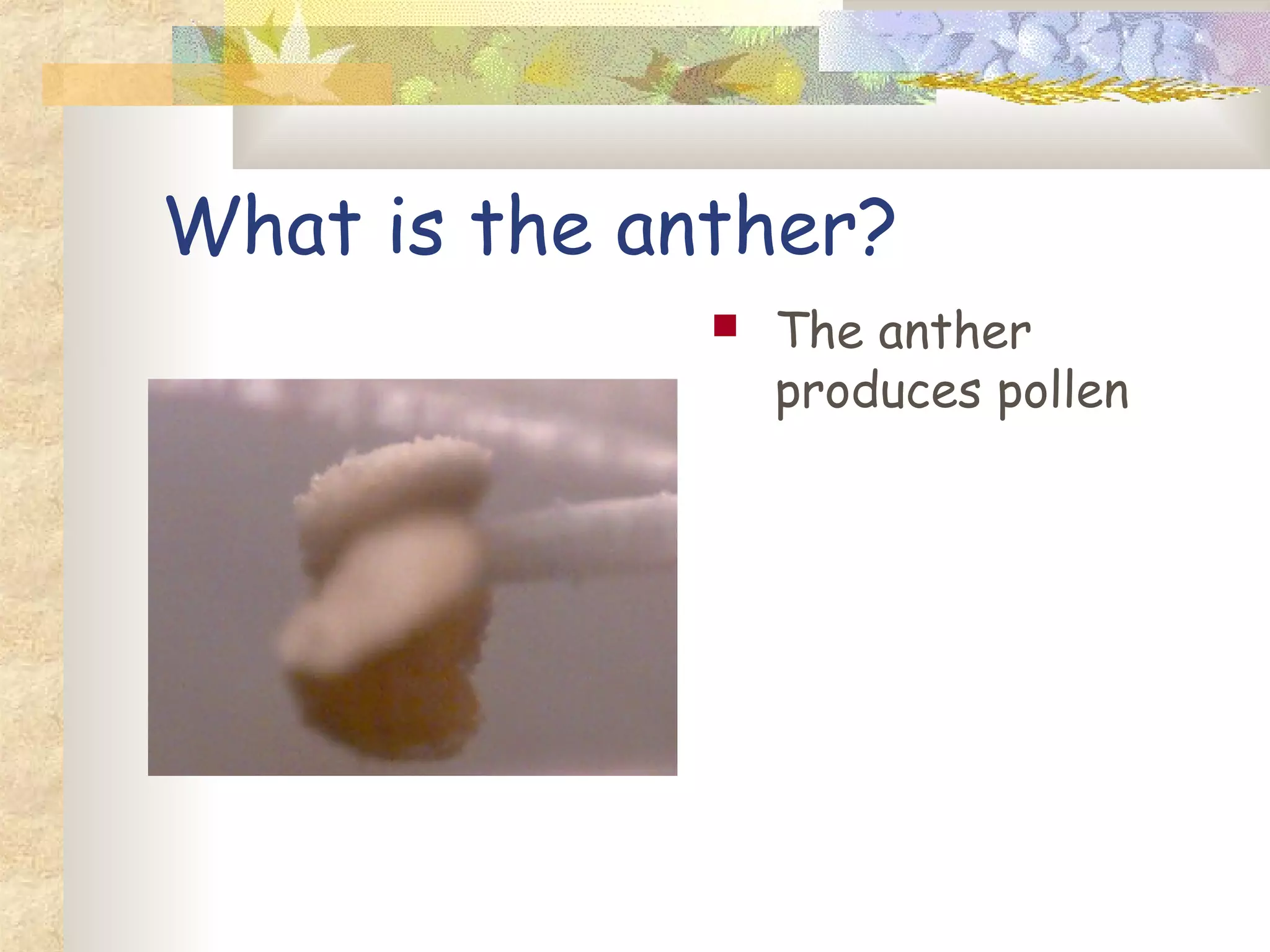 What is the anther?
The anther
produces pollen