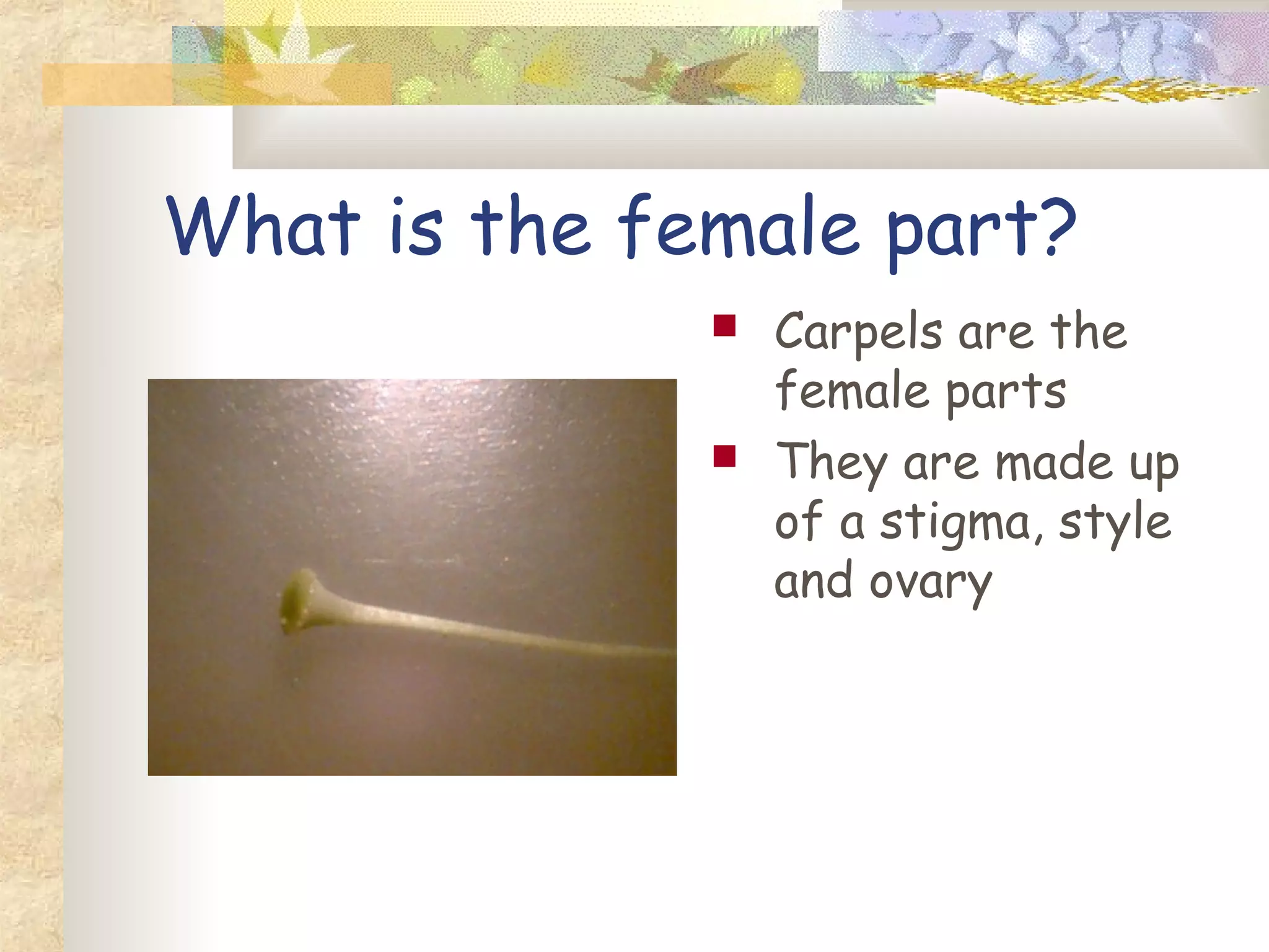 What is the female part?
Carpels are the
female parts
They are made up
of a stigma, style
and ovary