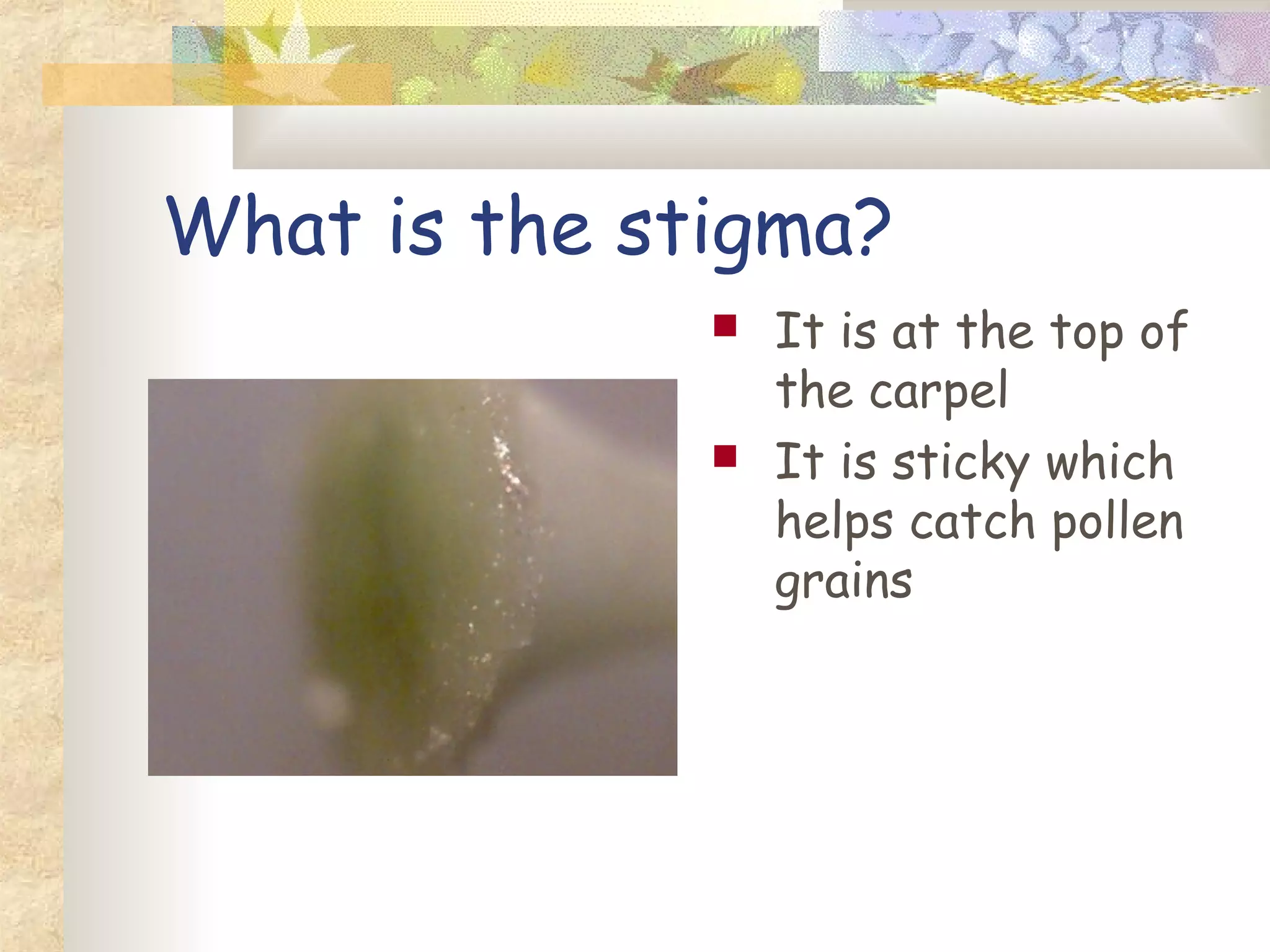 What is the stigma?
It is at the top of
the carpel
It is sticky which
helps catch pollen
grains