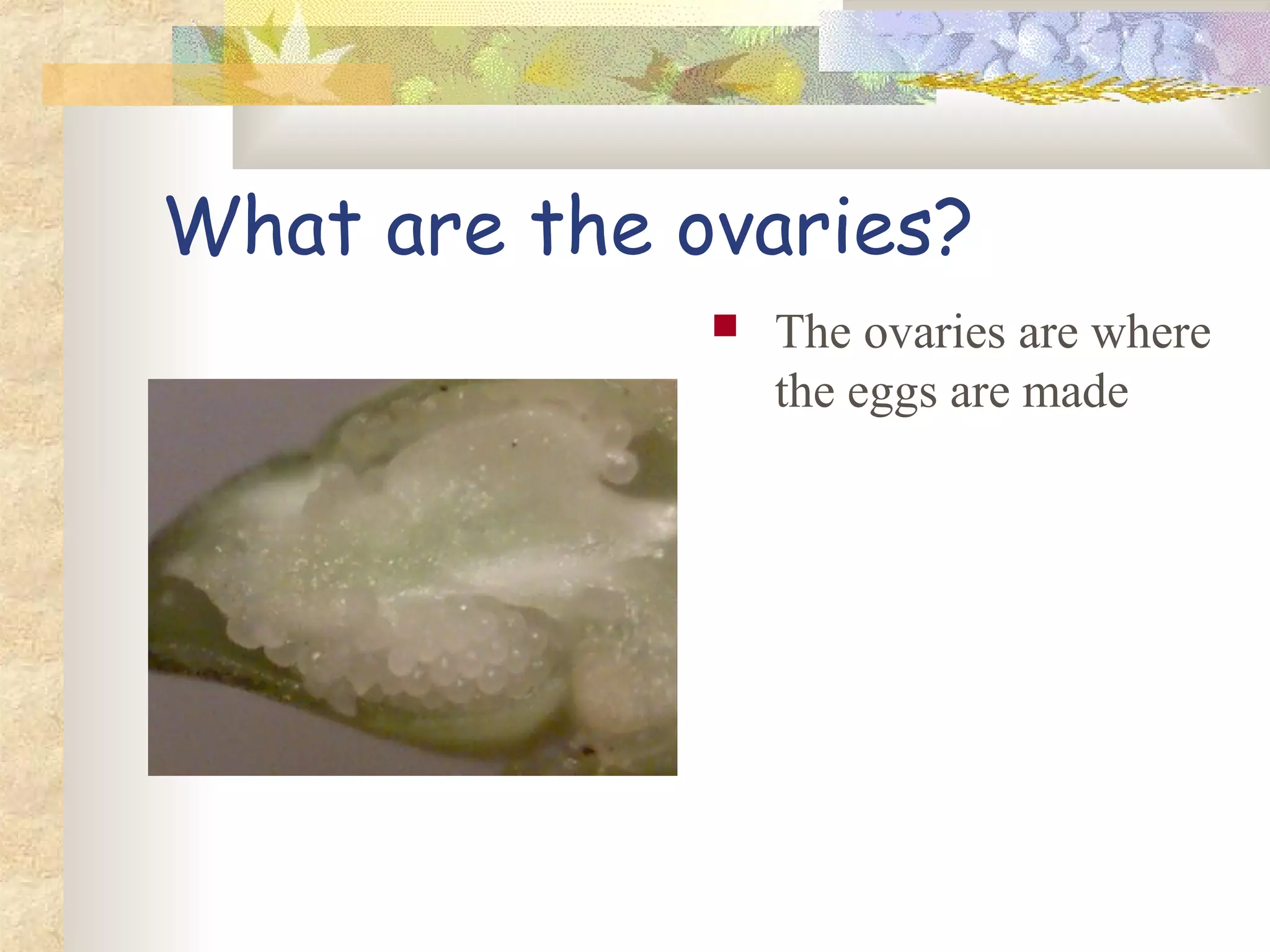 What are the ovaries?
The ovaries are where
the eggs are made