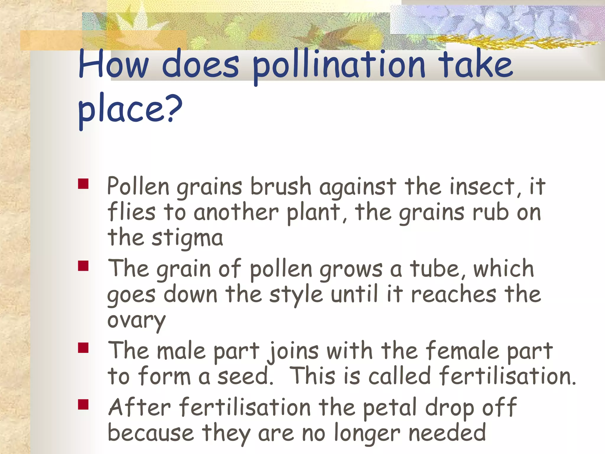 How does pollination take
place?
Pollen grains brush against the insect, it
flies to another plant, the grains rub on
the stigma
The grain of pollen grows a tube, which
goes down the style until it reaches the
ovary
The male part joins with the female part
to form a seed. This is called fertilisation.
After fertilisation the petal drop off
because they are no longer needed
