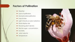 Pollination | PPTX