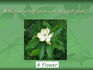 Which structure grows on an adult plant?
A flower
 