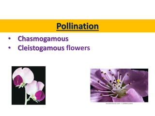 Pollination
• Chasmogamous
• Cleistogamous flowers
 