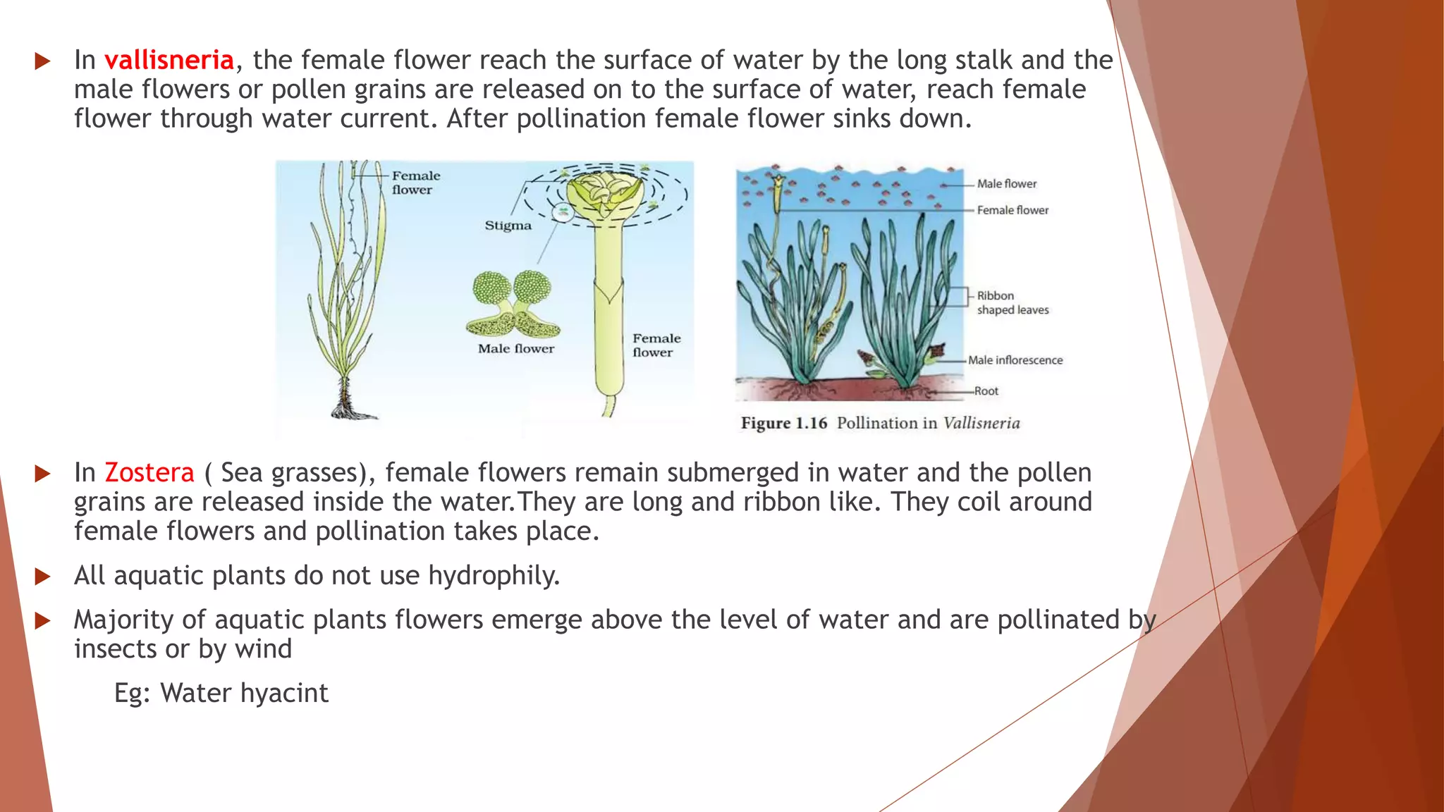  In vallisneria, the female flower reach the surface of water by the long stalk and the
male flowers or pollen grains are released on to the surface of water, reach female
flower through water current. After pollination female flower sinks down.
 In Zostera ( Sea grasses), female flowers remain submerged in water and the pollen
grains are released inside the water.They are long and ribbon like. They coil around
female flowers and pollination takes place.
 All aquatic plants do not use hydrophily.
 Majority of aquatic plants flowers emerge above the level of water and are pollinated by
insects or by wind
Eg: Water hyacint
 