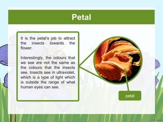 Pollination.pptx pollination and their importance | PPTX