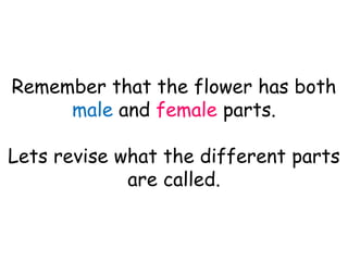Remember that the flower has both
male and female parts.
Lets revise what the different parts
are called.
 