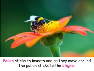 Pollination-and-Fertilisation.ppt plants | PPT