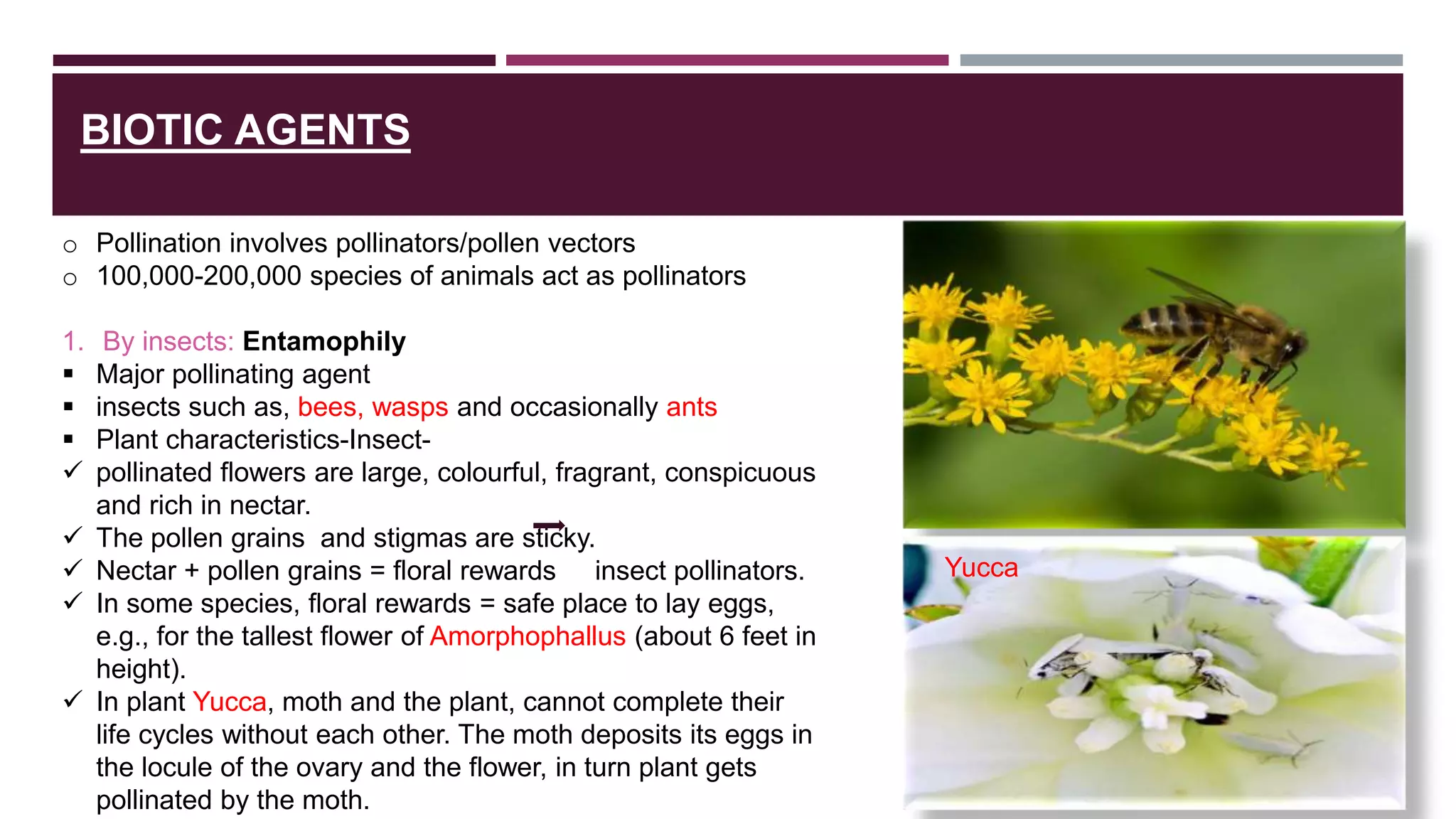 Pollination Detailed Explanation with examples | PPTX
