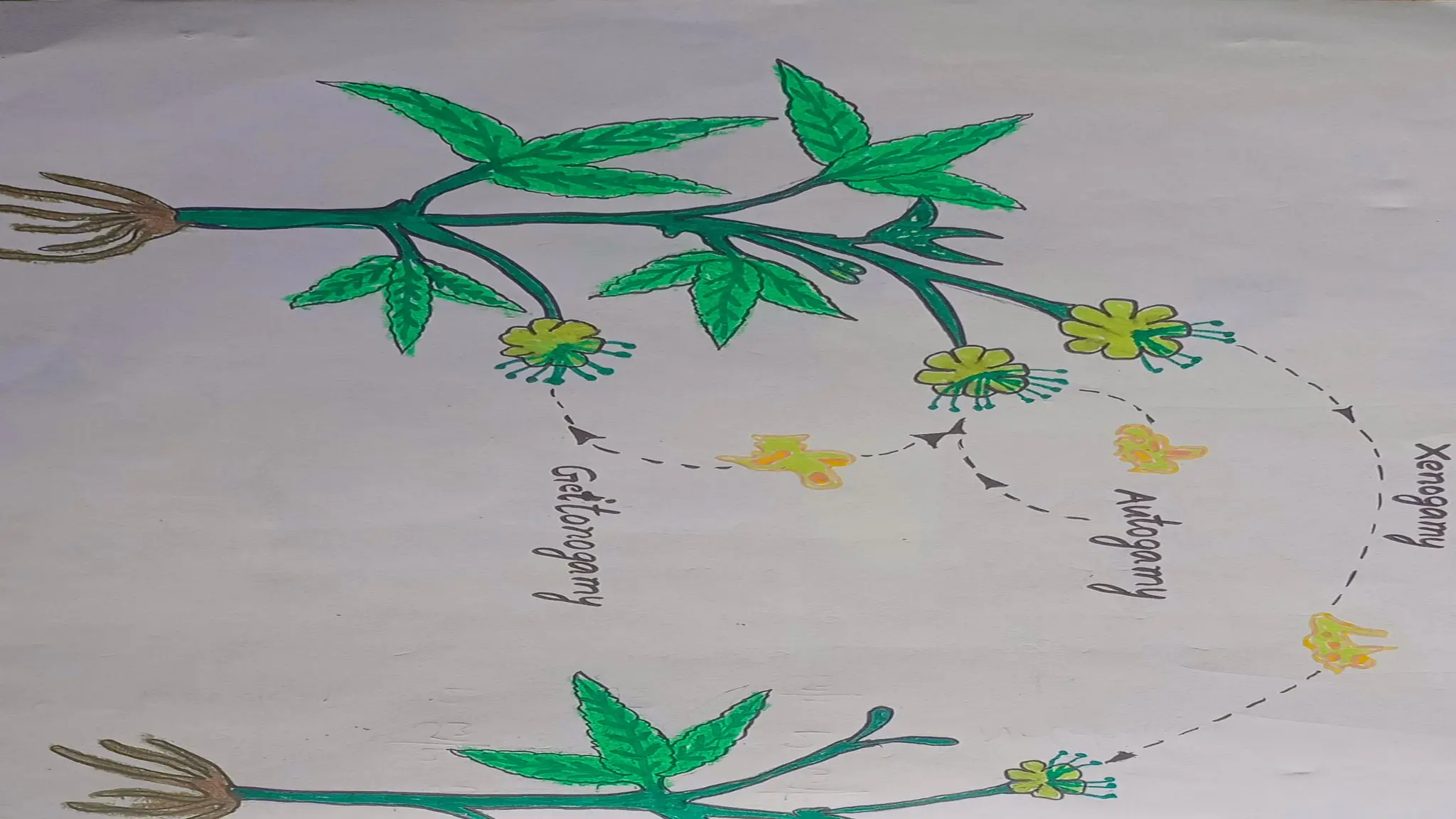 Pollination visual data 8