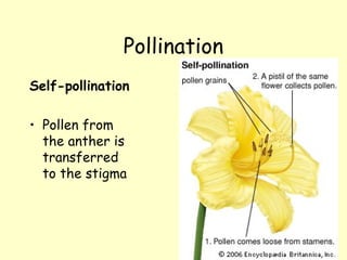 Pollination and fertilisation in flowers GCSE | PPT