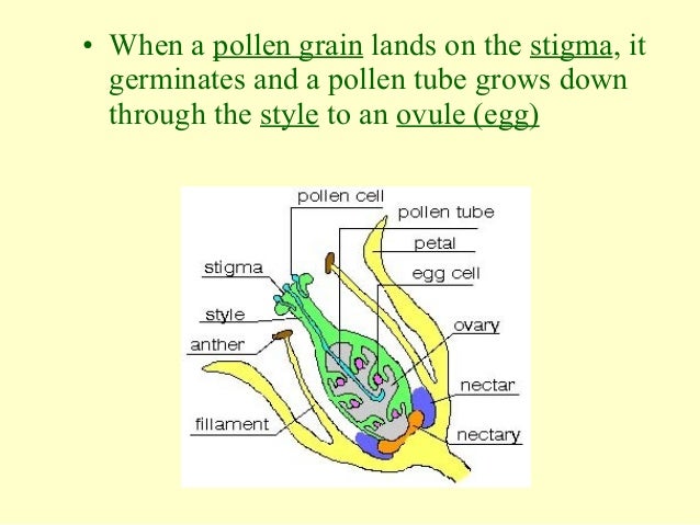 Pollination and fertilisation in flowers GCSE flower diagram grain 