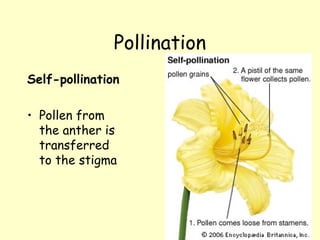 Pollination
Self-pollination
• Pollen from
the anther is
transferred
to the stigma
 