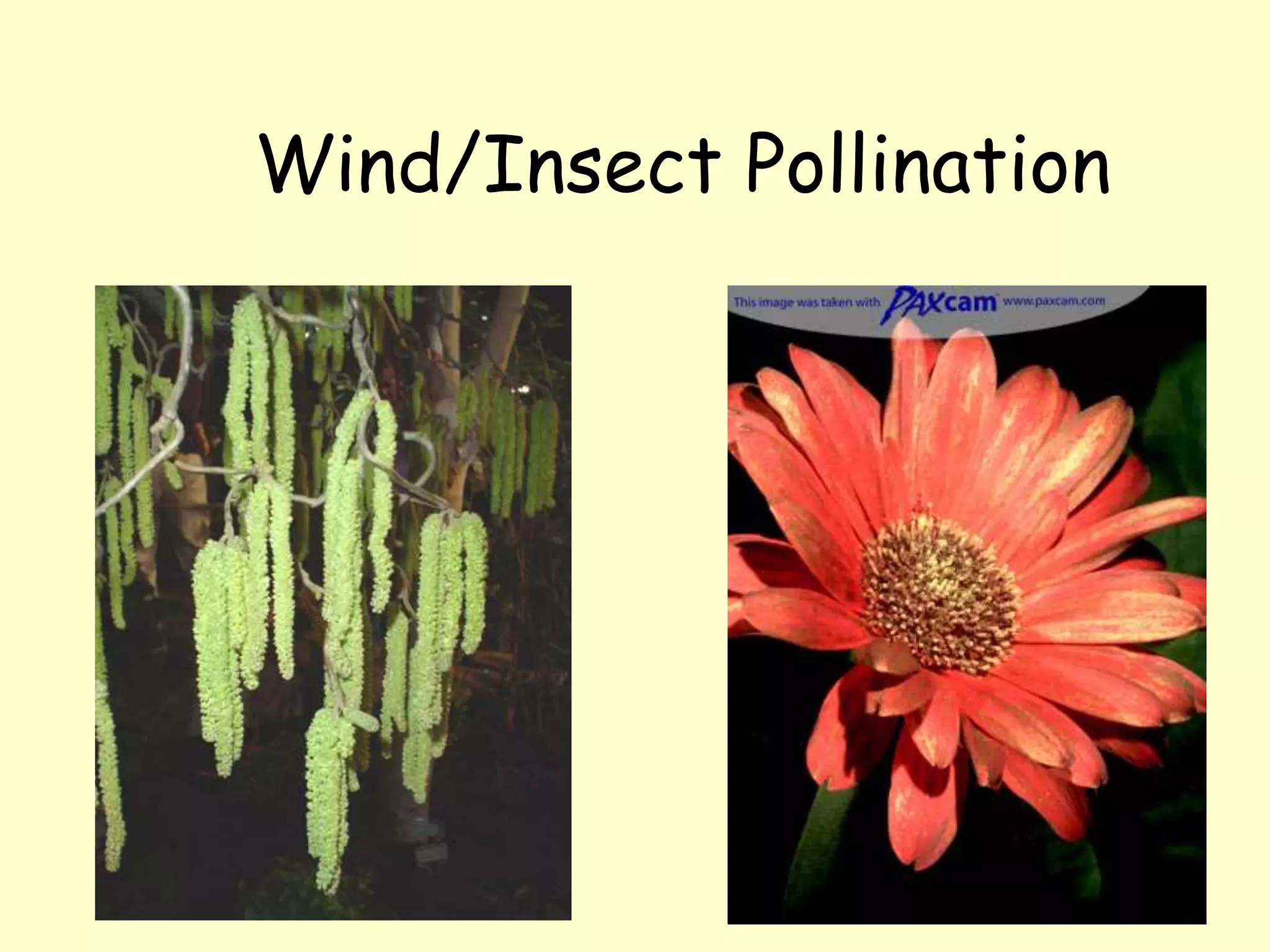 Wind/Insect Pollination