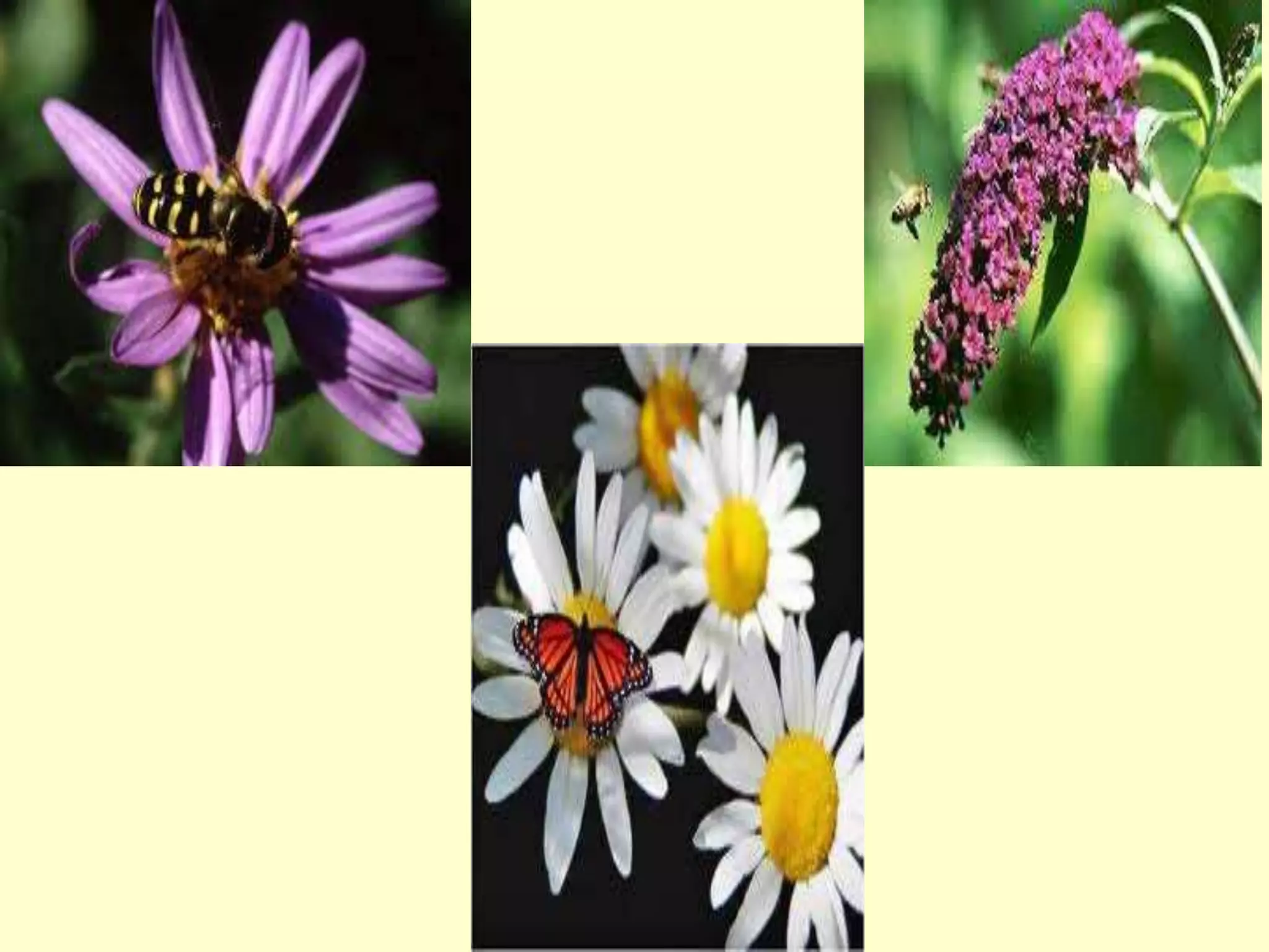 Pollination - types