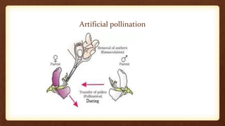 Pollination and fertilization | PPTX