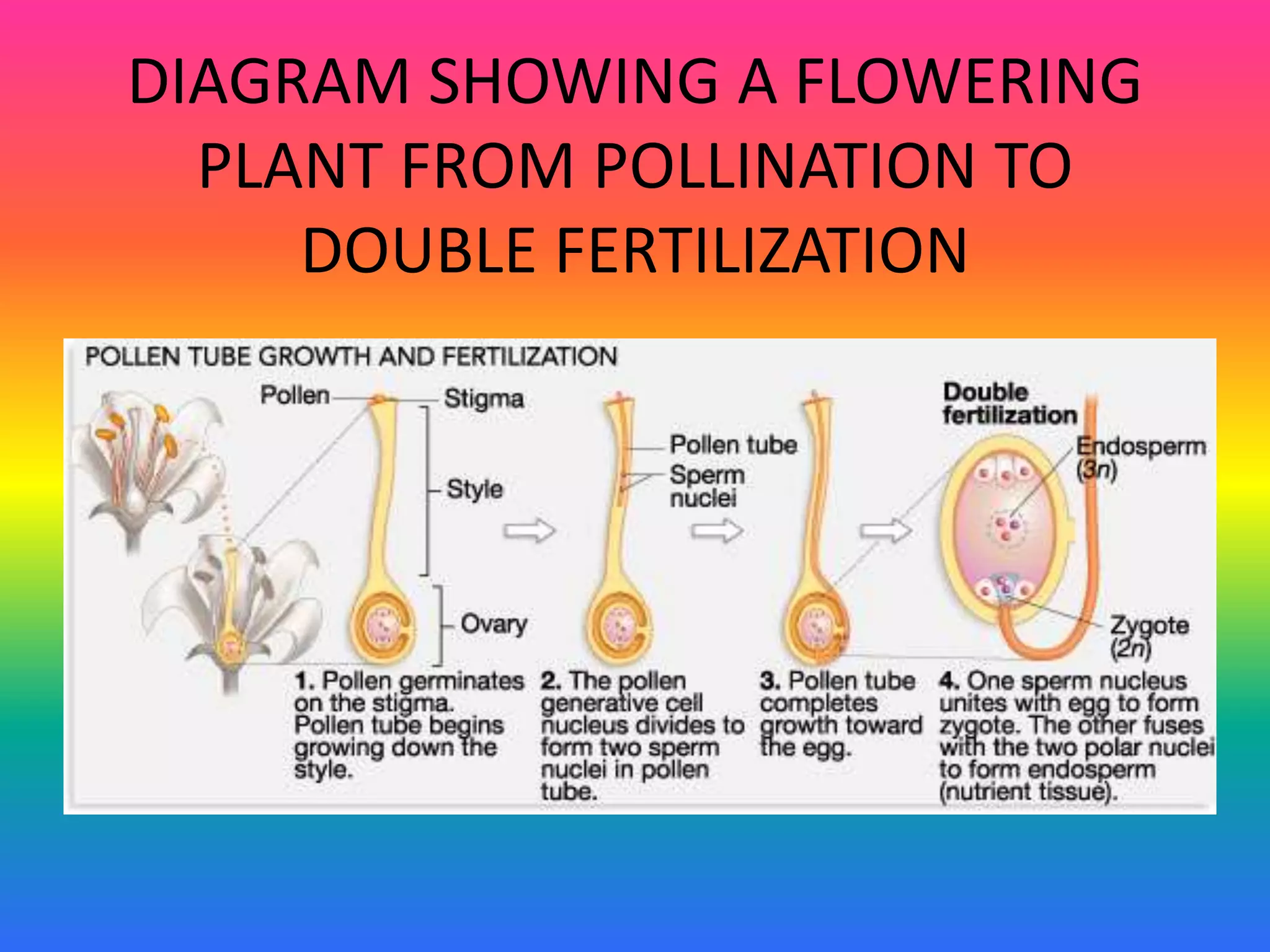 DIAGRAM SHOWING A FLOWERING
PLANT FROM POLLINATION TO
DOUBLE FERTILIZATION
 