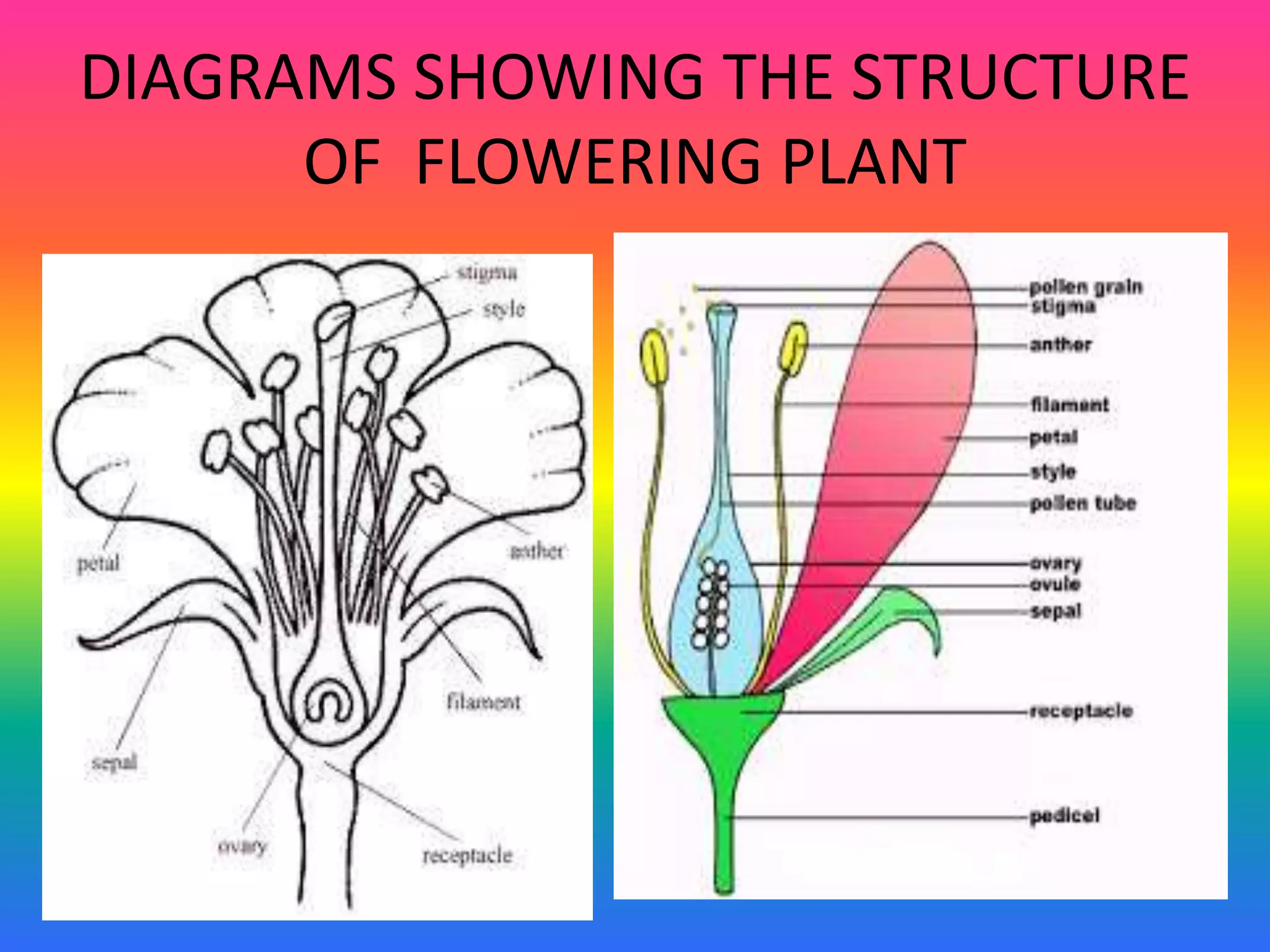 DIAGRAMS SHOWING THE STRUCTURE
OF FLOWERING PLANT
 