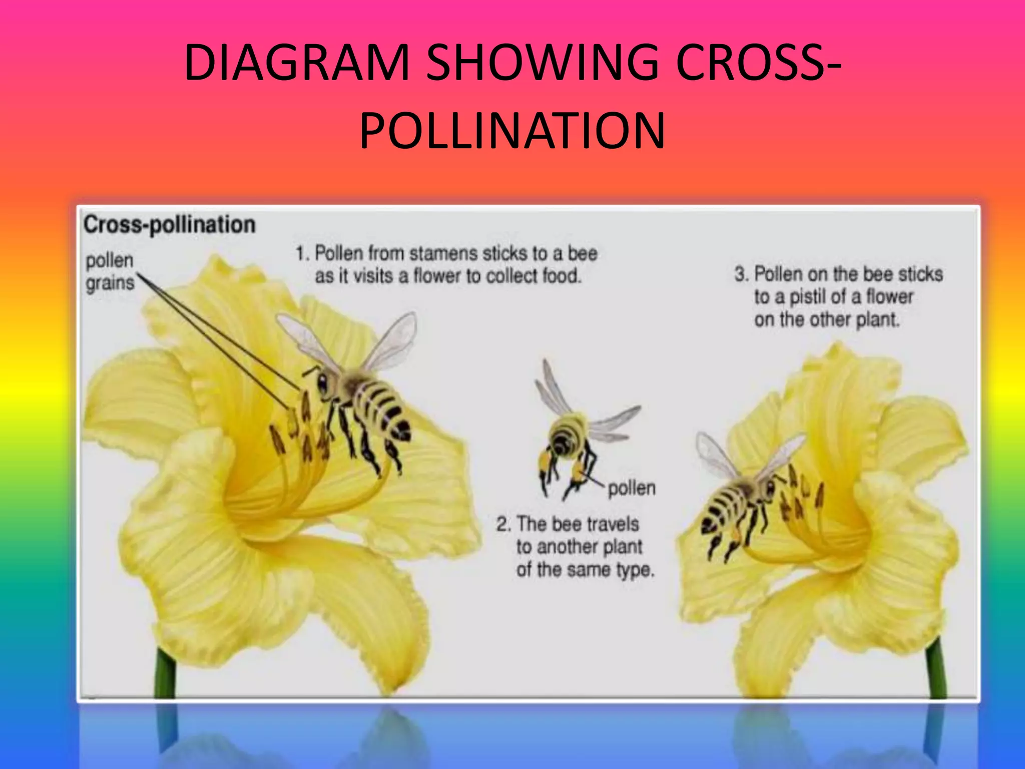 DIAGRAM SHOWING CROSS-
POLLINATION
 