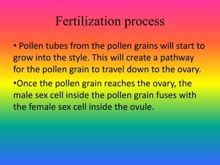 Fertilization process
• Pollen tubes from the pollen grains will start to
grow into the style. This will create a pathway
for the pollen grain to travel down to the ovary.
•Once the pollen grain reaches the ovary, the
male sex cell inside the pollen grain fuses with
the female sex cell inside the ovule.
 