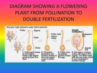 DIAGRAM SHOWING A FLOWERING
PLANT FROM POLLINATION TO
DOUBLE FERTILIZATION
 