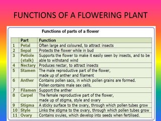 FUNCTIONS OF A FLOWERING PLANT
 
