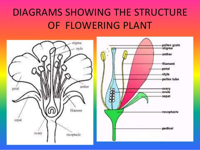 pollination diagram pollination and fertilization pollination diagram pollination and fertilization