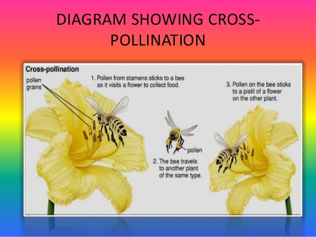 pollination diagram pollination and fertilization pollination diagram pollination and fertilization