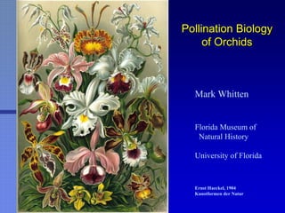 Pollination BiologyPollination Biology
of Orchidsof Orchids
Mark Whitten
Florida Museum of
Natural History
University of Florida
Ernst Haeckel, 1904
Kunstformen der Natur
 