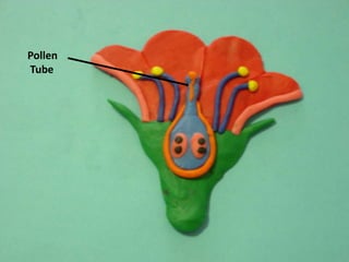     Pollen     Tube