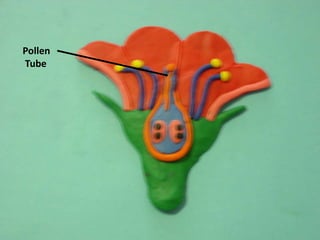      Pollen      Tube 