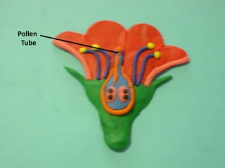     Pollen      Tube