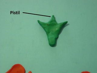 Pistil