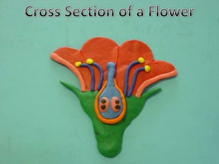 Cross Section of a Flower