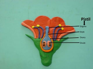    Pistil     Stigma     Style     Ovary     Ovule