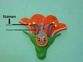 StamenAntherFilament