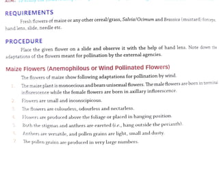 pollination experiment.pdf class 12 biology | PDF