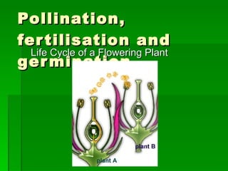 Pollination, fertilisation and germination  Life Cycle of a Flowering Plant 