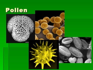 Pollen 