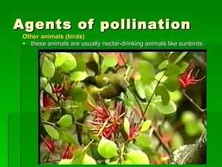 Agents of pollination Other animals (birds)  these animals are usually nectar-drinking animals like sunbirds. 