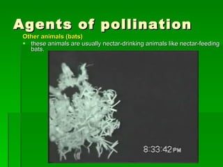 Agents of pollination Other animals (bats)  these animals are usually nectar-drinking animals like nectar-feeding bats. 